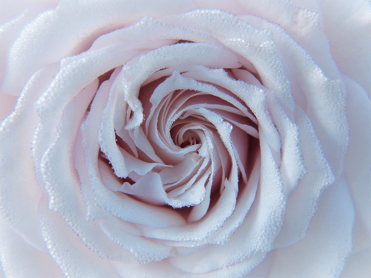Spiralen in der Natur