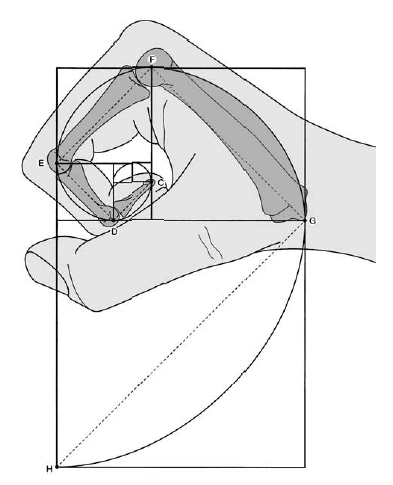 L'anatomie humaine