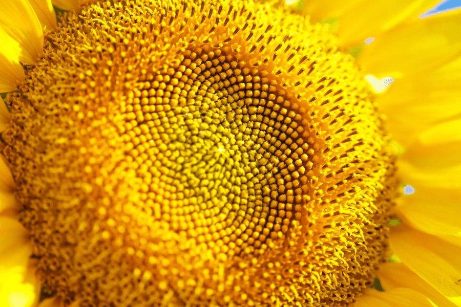 Unraveling the Enigma of the Golden Ratio in Nature: A Fascinating Journey